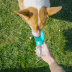 Pet Water Bottle - 300ML Drinking Bowls For Small Medium Dogs / Cats Hiking, Portable Cat Feeder Golden Retriever Supplies